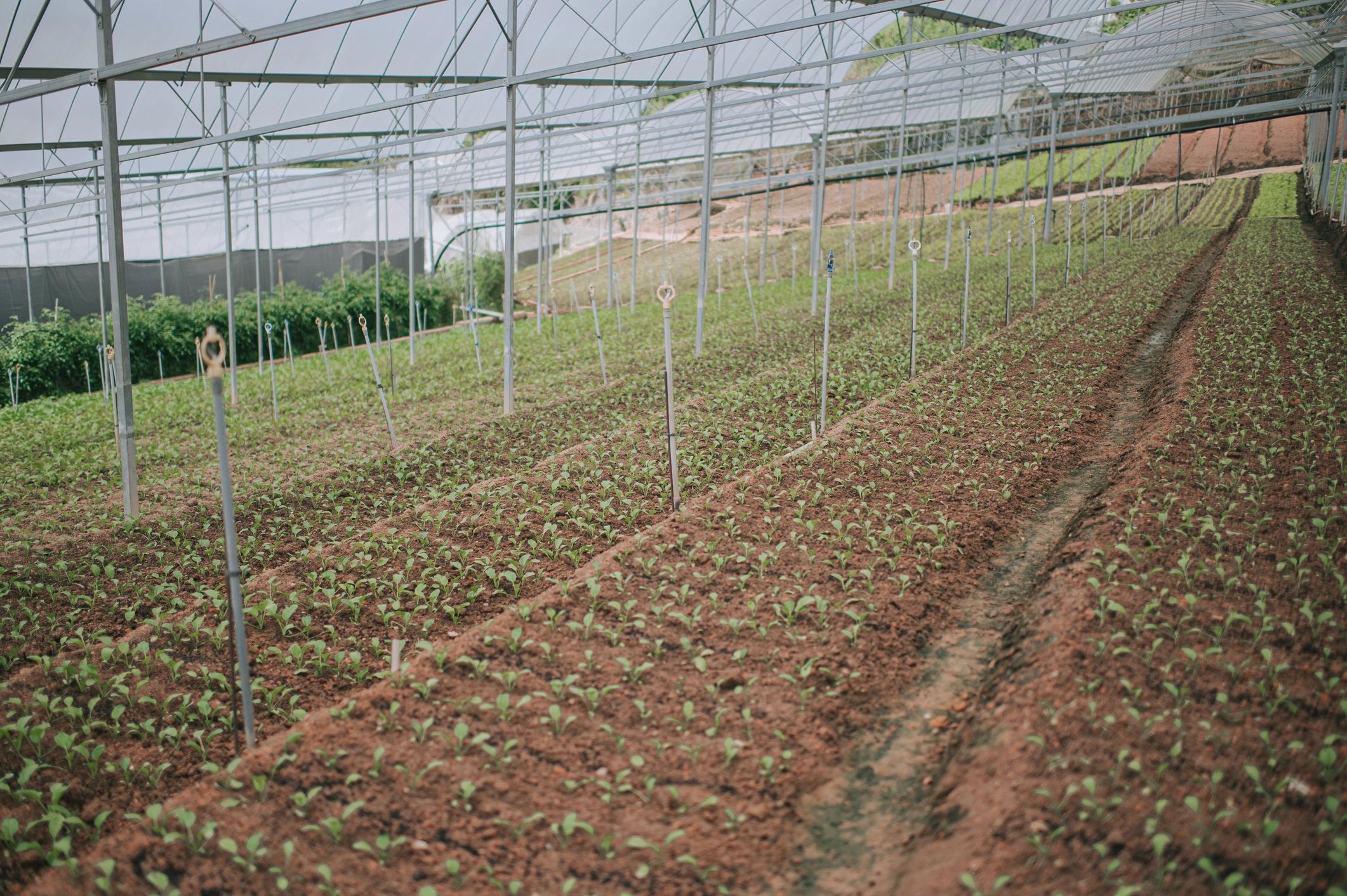 Young plants growing in cultivated soil rows