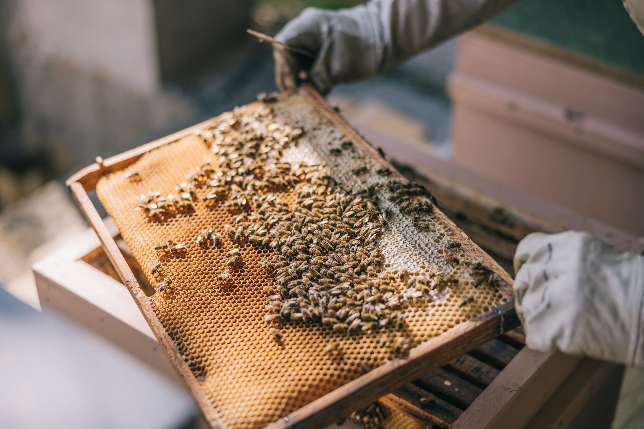 Honey bees on a hive frame