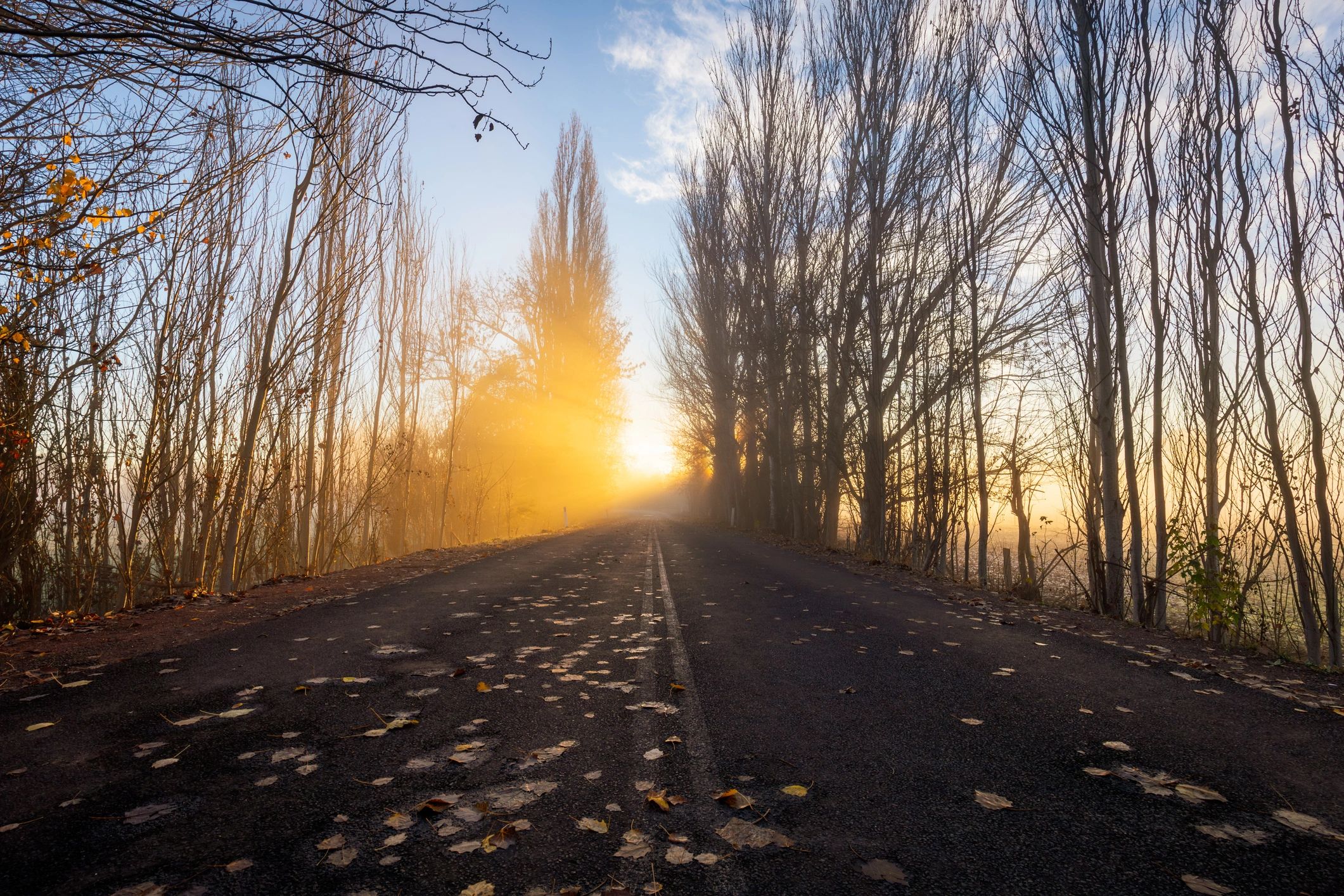 Sunrise through a tree-lined landscape