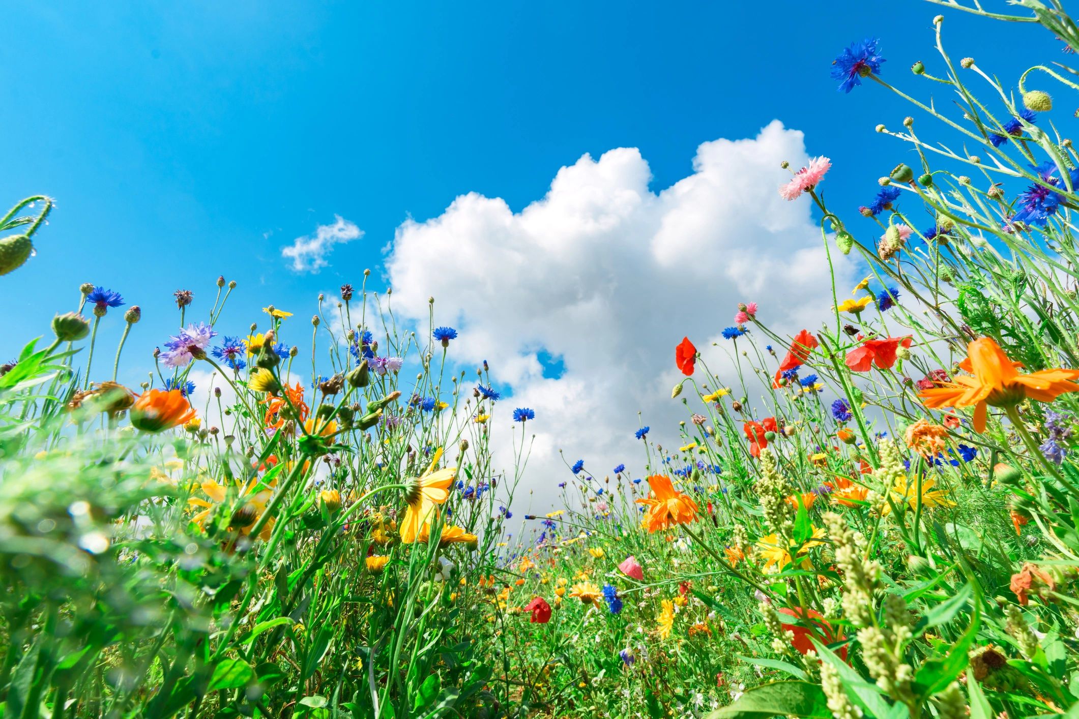 Wildflower meadow supporting pollinators