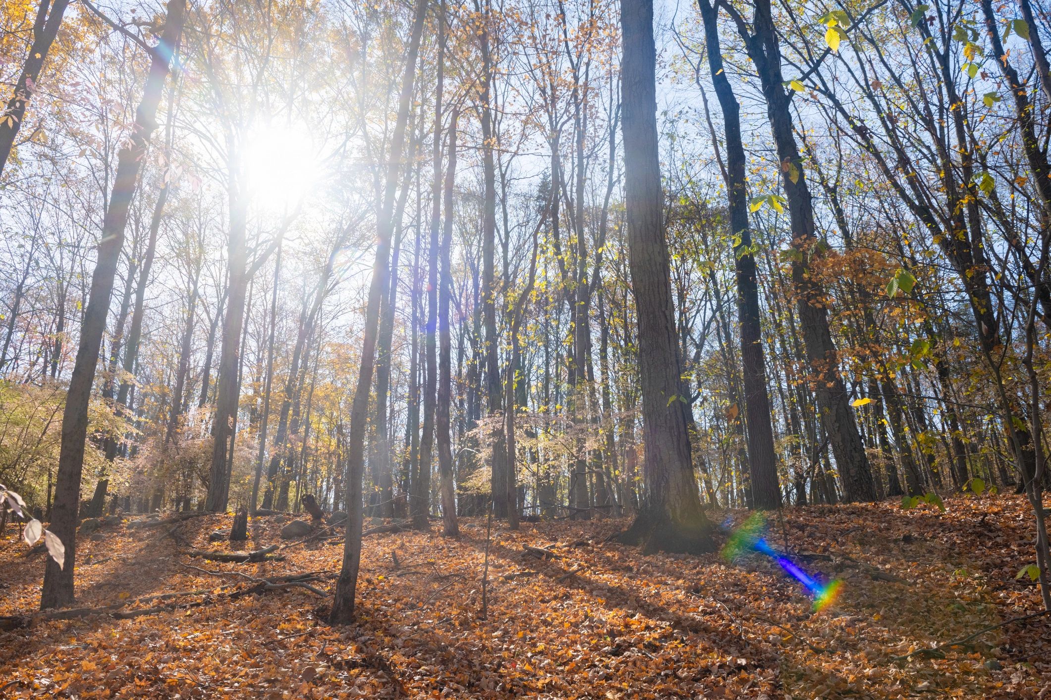 Sunlight filtering through a maple forest canopy