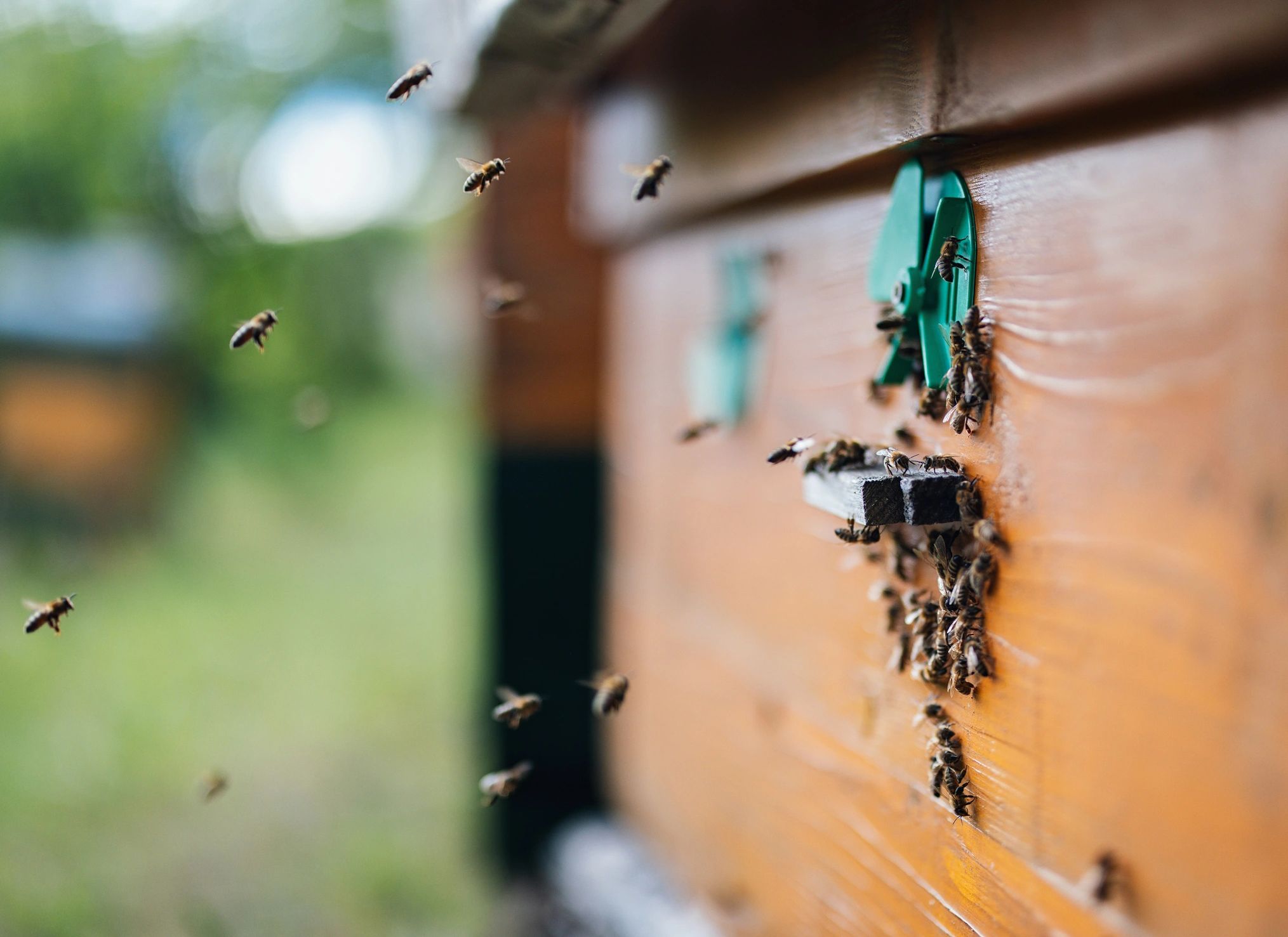 Bees at the entrance of a wooden beehive