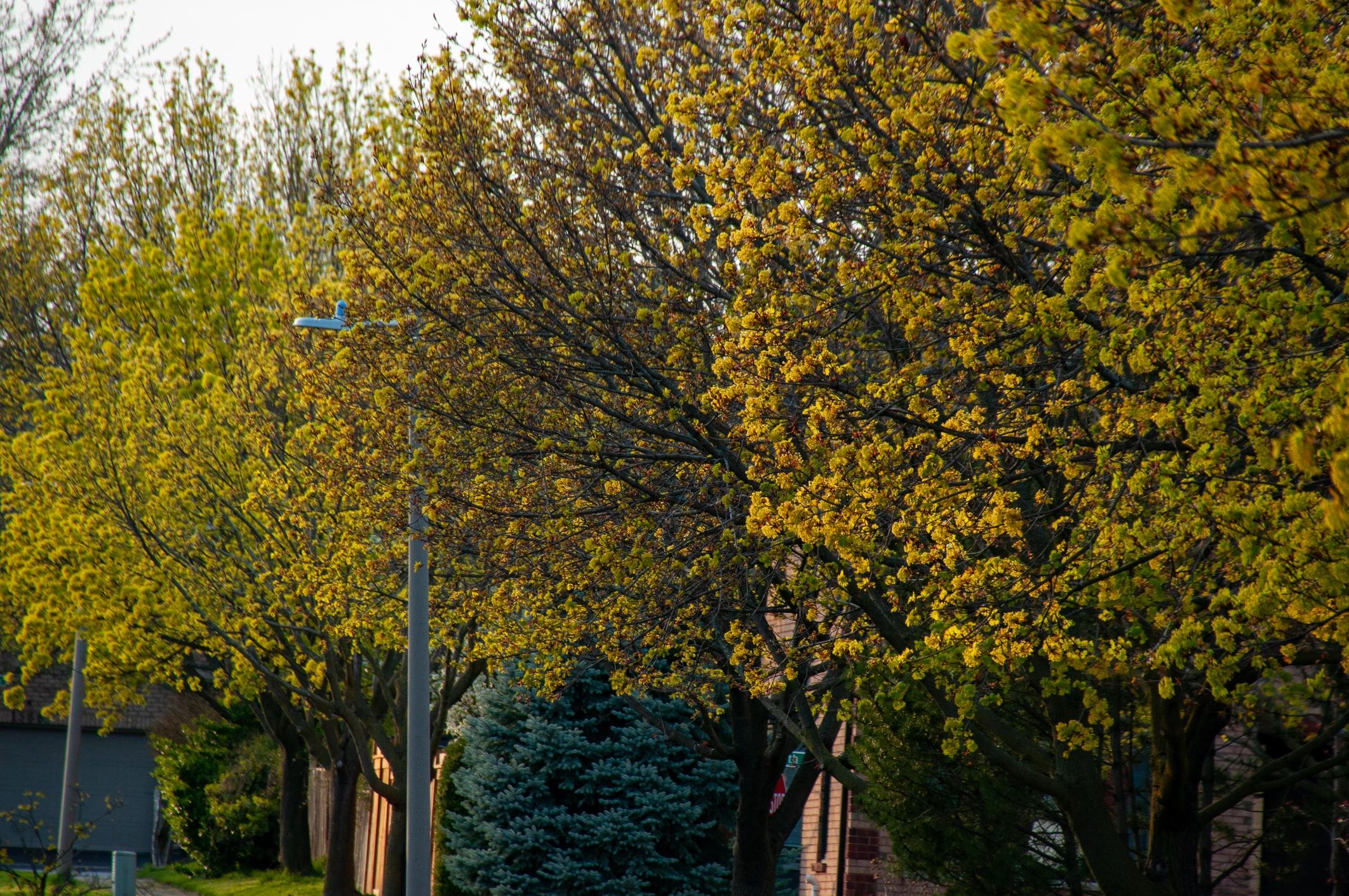 Tree-lined neighborhood street in spring bloom