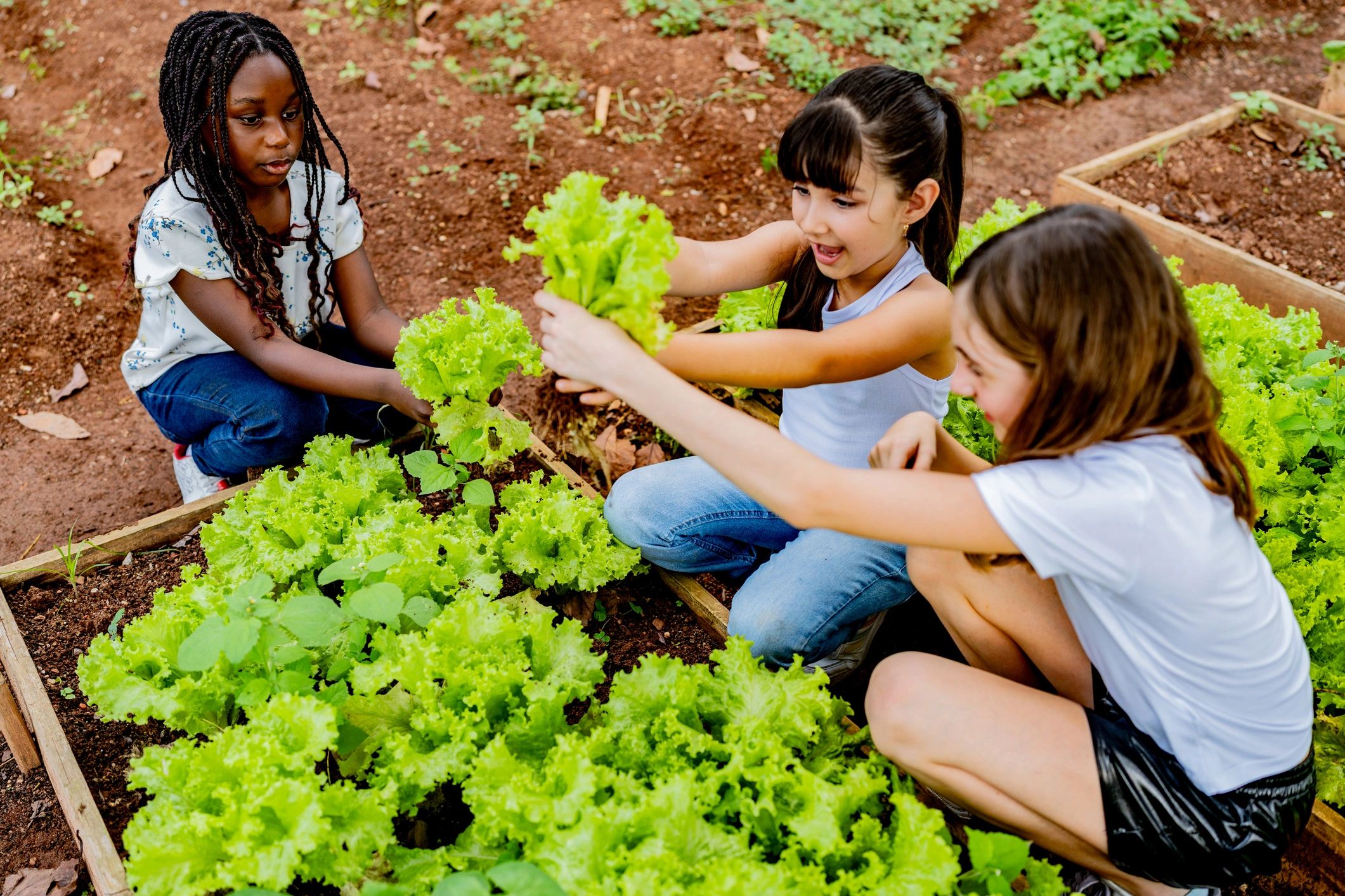 Students working in a school garden (food forest planting day)