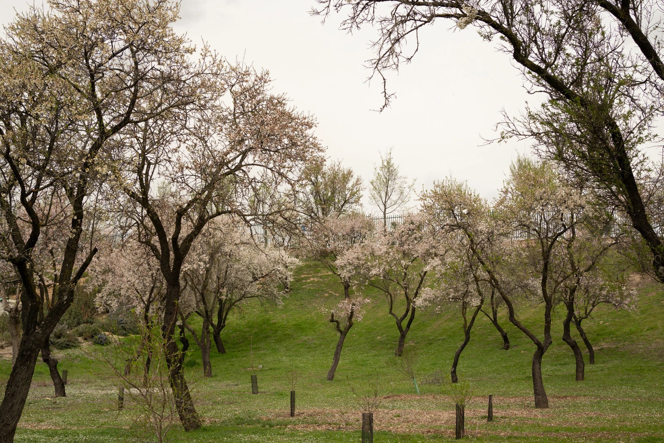 Blooming trees on a green hillside in spring
